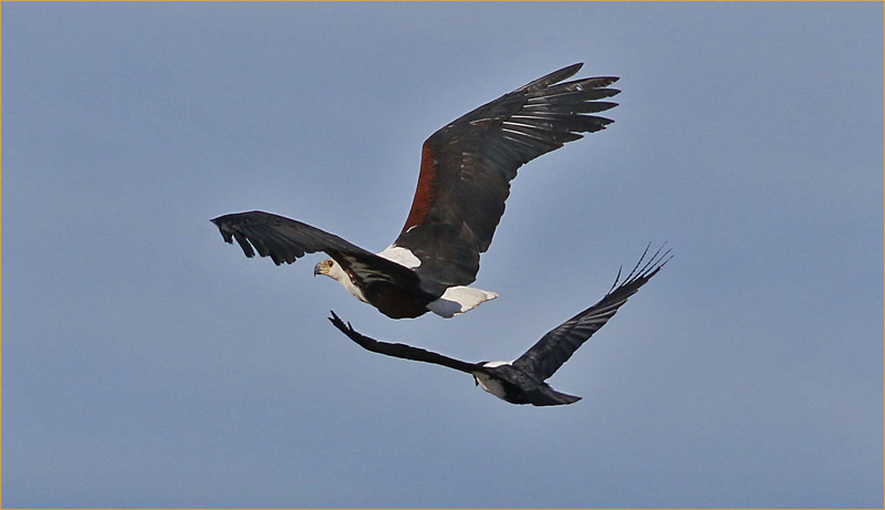 Fish Eagle