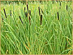 Typha